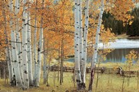 Birch Beauty Fine Art Print