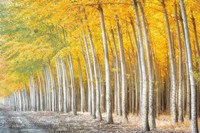 Gold Alley Fine Art Print