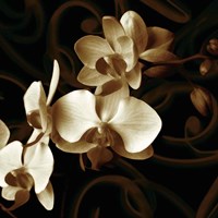 Grace Fine Art Print