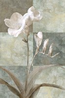 Memento I Fine Art Print