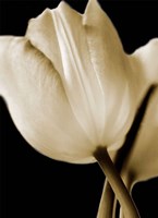 Radiance I Fine Art Print