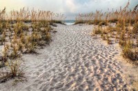 Path To The Beach Fine Art Print