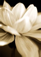 Radiance II Fine Art Print