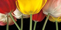 Sunshine Tulips Fine Art Print