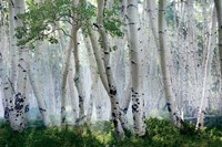 Up in the Clouds Fine Art Print