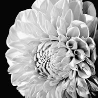 Sunburst II Fine Art Print