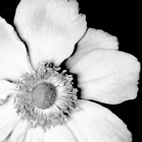 Sunburst IV Fine Art Print