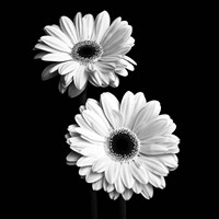 Gerbera Portrait I Fine Art Print