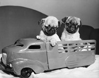 Pug Puppies Sitting In Back Of Toy Truck Fine Art Print