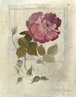 Centifolia Rose Crop Fine Art Print