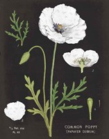 White Poppy Chart Fine Art Print