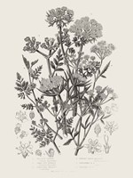 Flowering Plants IV Neutral Framed Print