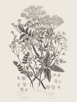 Flowering Plants I Neutral Framed Print