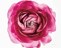 Pink Ranunculus on White Crop Fine Art Print