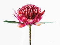 Waratah Flower Fine Art Print