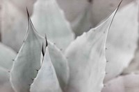 Dream Desert VI BWC Fine Art Print