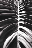 Palm Detail II BW Fine Art Print