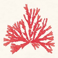 Pacific Sea Mosses IV Red Fine Art Print