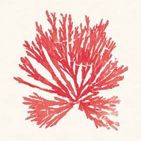 Pacific Sea Mosses II Red Fine Art Print