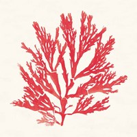 Pacific Sea Mosses I Red Fine Art Print