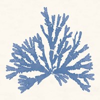 Pacific Sea Mosses IV Light Blue Framed Print