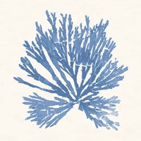 Pacific Sea Mosses II Light Blue Fine Art Print