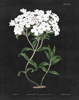 White Botanical on Black Chart VI Fine Art Print