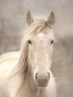 White Beauty I Fine Art Print
