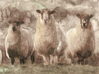 Three Sheep Fine Art Print