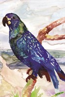 Blue Parrot on Branch 2 Fine Art Print