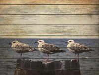 Vintage Seagulls Fine Art Print