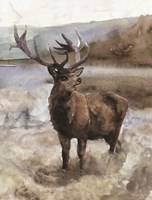 Grand Elk 2 Fine Art Print
