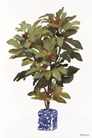 Fig Tree 2 Fine Art Print