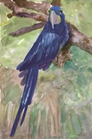 Blue Parrot 1 Fine Art Print