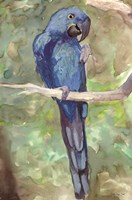 Blue Parrot 2 Fine Art Print