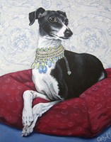 Italian Greyhound on Red Fine Art Print