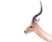 Sunset Safari X Fine Art Print