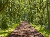 Country Road Photo IV Fine Art Print