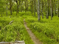Country Road Photo V Fine Art Print