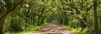 Country Road Panorama IV Fine Art Print