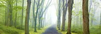 Country Road Panorama V Fine Art Print