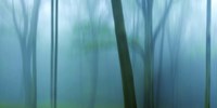 Harriman Woods IV Fine Art Print