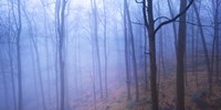 Harriman Woods VI Fine Art Print