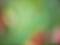 Soft Landscape VIII Fine Art Print