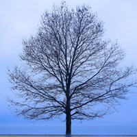 November Tree Fine Art Print