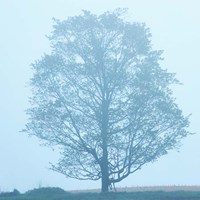 Spring Tree Fine Art Print