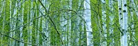 Tree Panorama V Fine Art Print