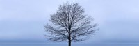Tree Panorama VI Fine Art Print
