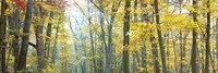 Tree Panorama VIII Fine Art Print