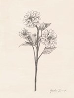 Garden Zinnias I Fine Art Print